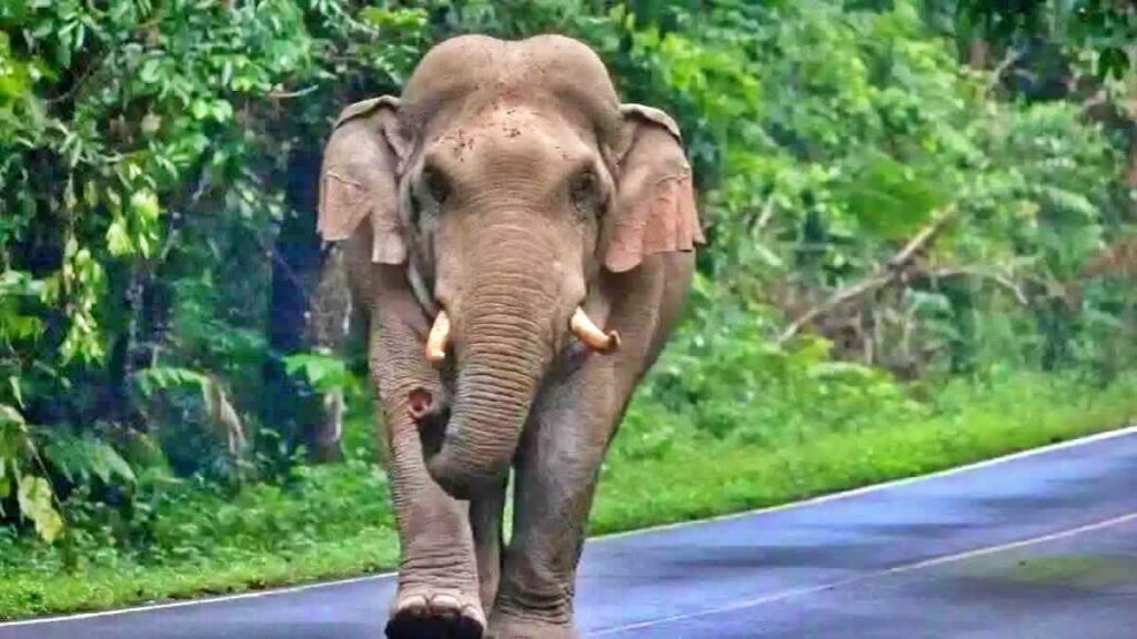 22 लोगों की जान लेने वाले दंतैल हाथी से ग्रामीणों में दहशत, 72 घंटे से ड्रोन भी नहीं कर पा रहे ट्रैक, 30 गांव हाई अलर्ट पर