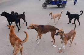 Ranchi Dog Bite Crisis: आवारा कुत्तों के आतंक से लहूलुहान हुई राजधानी, 24 माह में 44 हजार से अधिक लोग घायल