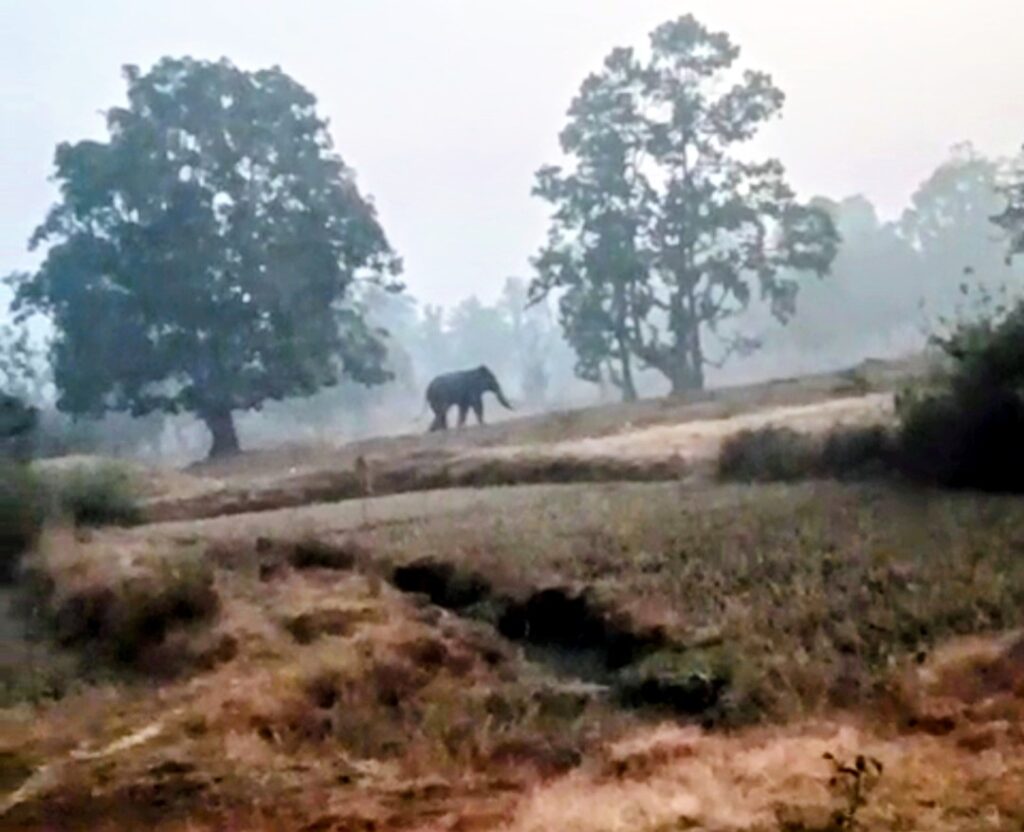 Saranda Forest: नक्सलियों के आईईडी विस्फोट में घायल हुआ हाथी, वनतारा टीम आज करेगी इलाज