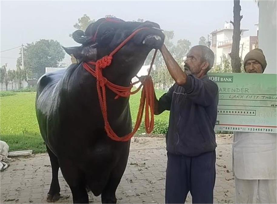 Panipat’s Pride: मिलिए पानीपत के ‘विधायक जी’ से; कीमत 15 करोड़, लाइफस्टाइल किसी सुपरस्टार से कम नहीं, देखने उमड़ी भीड़