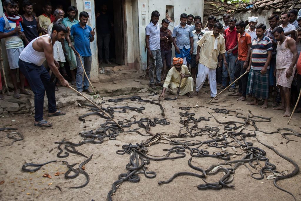Aurangabad Snake Attack: 40 में से 32 सांप मारे, लेकिन बाकी ने गांव में फैला दी दहशत!