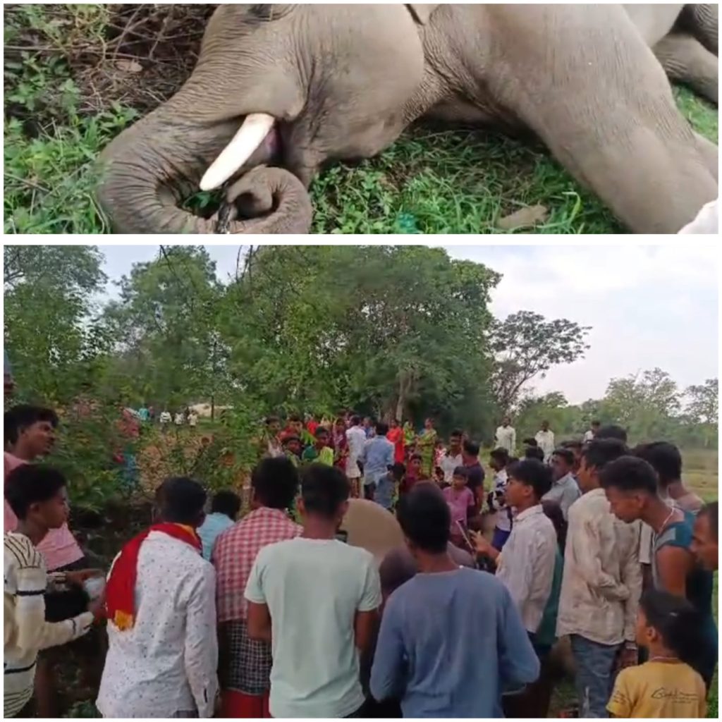 हाथी के बच्चे की मौत ने बढ़ाया सस्पेंस!