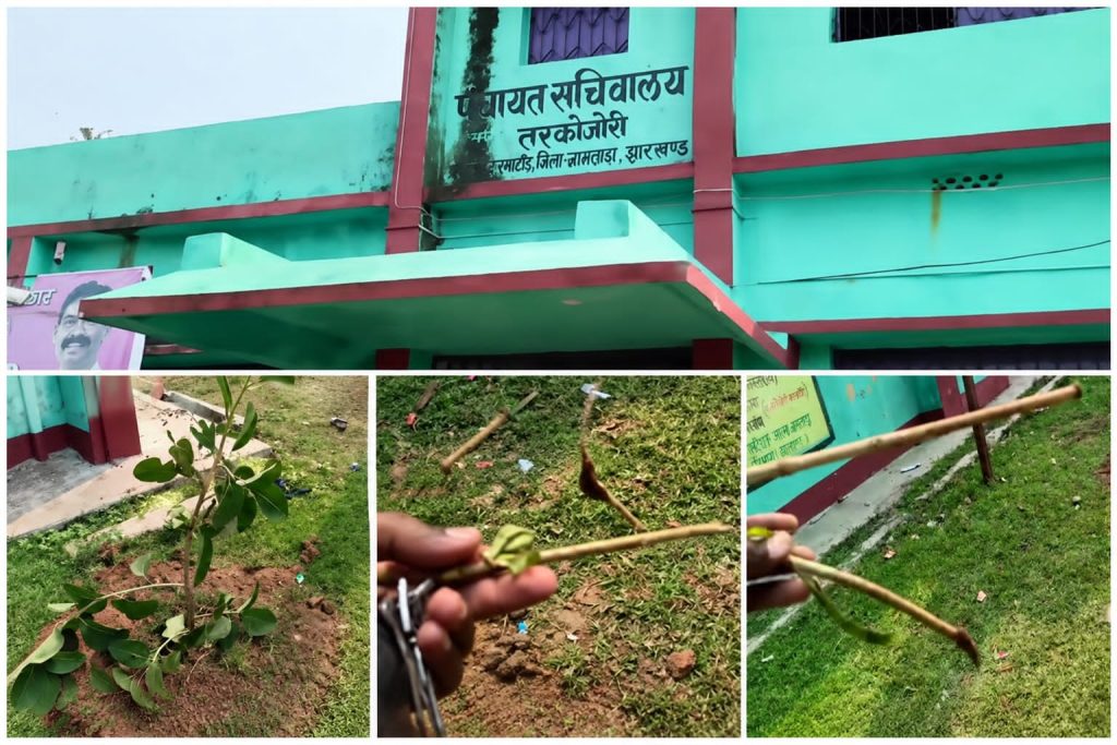 जामताड़ा में जड़ विहीन पौधों का रोपण, विश्व पर्यावरण दिवस पर सरकारी मजाक? जामताड़ा में बिना जड़ वाले पौधों से खुली पोल