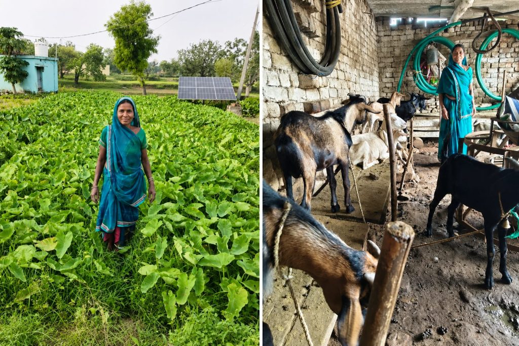 हड़िया-दारू बेचने वाली लालो देवी बनीं आत्मनिर्भर किसान, अब बकरी पालन और खेती से बदल दी तकदीर रामगढ़ की लालो देवी बकरी पालन और सब्जी खेती करते हुए