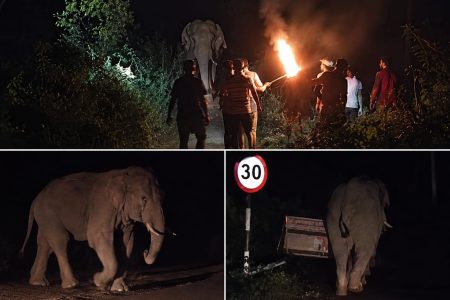 कोडरमा में आधी रात बैरिकेडिंग तोड़ थाने में घुसने का किया प्रयास, हाथियों के झुंड से मचा हड़कंप… पढ़िए फिर क्या हुआ कोडरमा के नवलशाही थाना के पास रात में हाथियों का झुंड, पुलिस आग और पटाखों से हाथियों को खदेड़ती हुई।